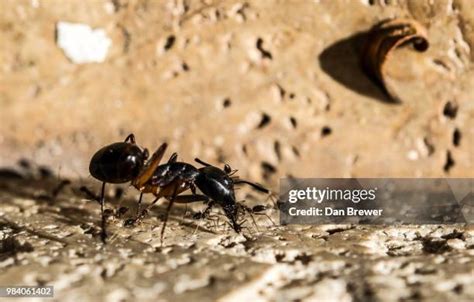 431 Ant War Stock Photos, High-Res Pictures, and Images - Getty Images