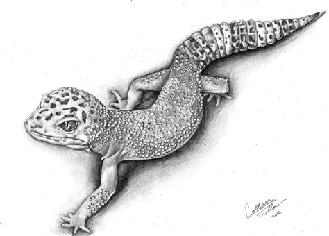 i have one of these, he the cutest thing. leopard gecko. | Gecko tattoo, Sketch tattoo design ...