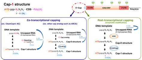 5-prime capping of mRNA