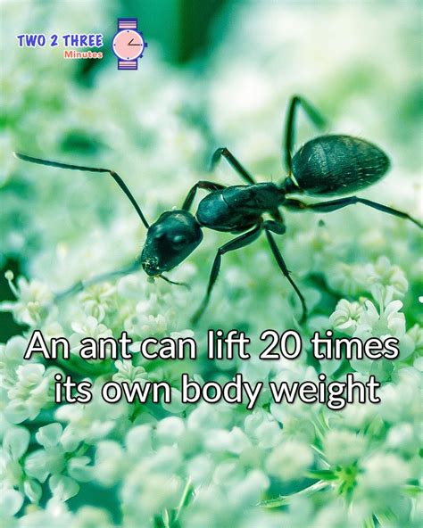 Ant power | Animal facts, Fun facts, Facts