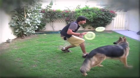 Amazing German Shepherd Doing Tricks - YouTube