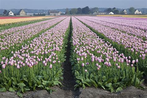 Dutch Tulip Fields In Springtime Photo Background And Picture For Free ...