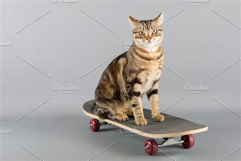 Cat on a Skateboard