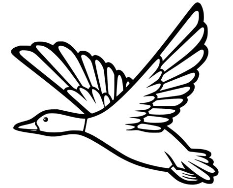 A Flying Mallard Duck coloring page - Download, Print or Color Online for Free