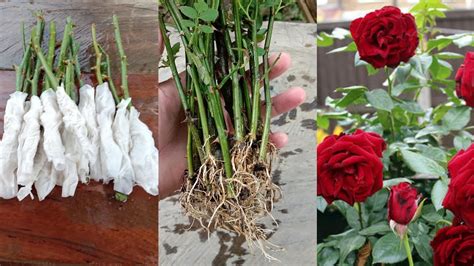 Pin by Evangeline on Plants in 2021 | Propagating roses, Rose cuttings, Paper roses