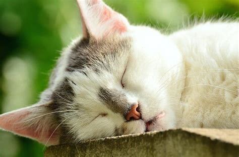 Melatonin For Cats Uses And Potential Side Effects