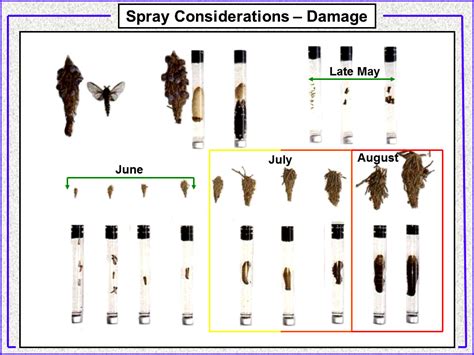 Bagworms ---- Current Status, and What to Do | Extension Entomology