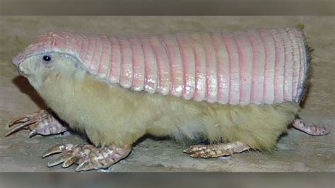 Is This ‘Pink Fairy Armadillo’ Real? | Snopes.com
