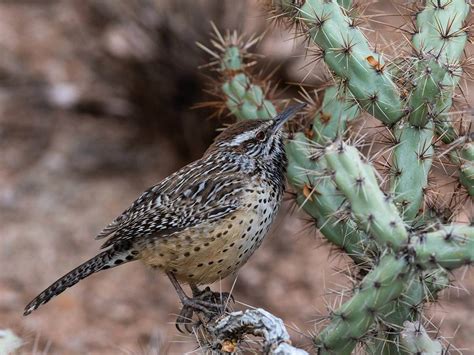 State Bird of Arizona - An Iconic Wonder of the Wild West!