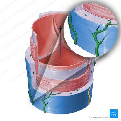 Vasa vasorum: Anatomy and function | Kenhub