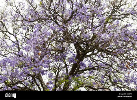 Mahogany Tree High Resolution Stock Photography and Images - Alamy