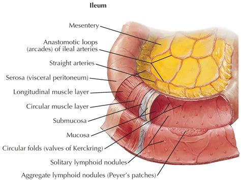 Ileum : Endoscopy Terminal Ileum Normal Finding Doccheck / The ileum measures about 11.5 feet ...