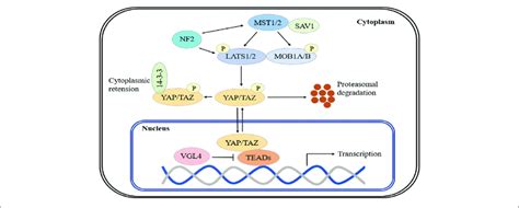 | The Hippo signaling pathway. Major mammalian Hippo signaling pathway... | Download Scientific ...