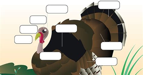 Printables - Turkey Anatomy - Ages 9-12 | HP® Official Site