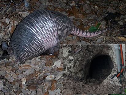 Armadillo Removal