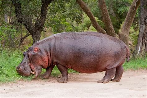 Hippopotamus vs Rhinoceros - Difference and Comparison | Diffen