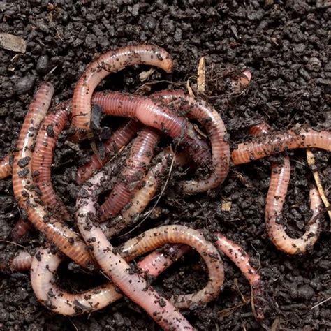 Eisenia Fetida Composting Live Earthworm Vermicompost at Rs 250/kg | Red Wigglers Earthworm in ...