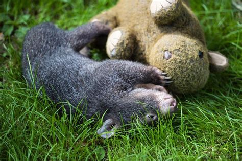 Orphaned Baby Wombat Meets a man who changes his life for good – Page 4 ...