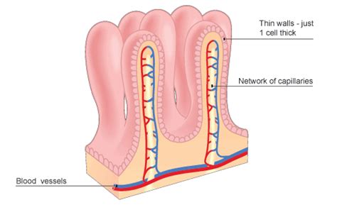 IGCSE Biology: 2.31 describe the structure of a villus and explain how ...