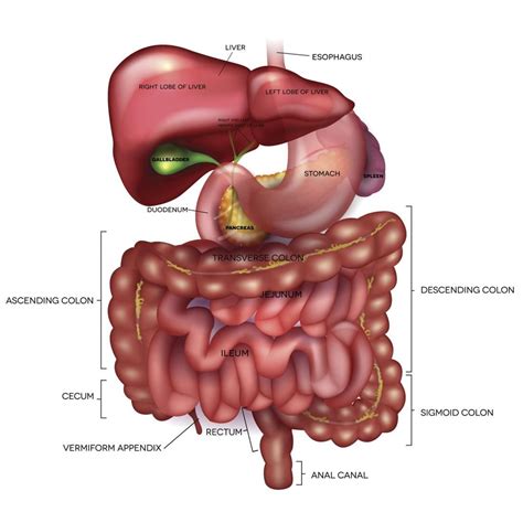 Real Pictures Of Human Digestive System - koibana.info | Human ...