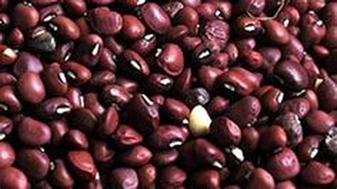 Pulse seeds rise on weak arrivals - The Hindu BusinessLine