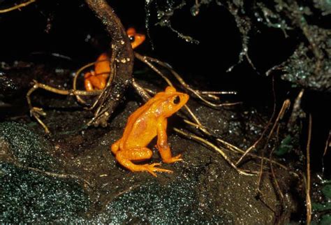 Golden Toad Facts and Pictures