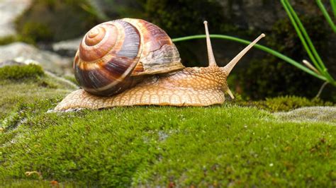 Giant African Land Snail Information| Pets Nurturing