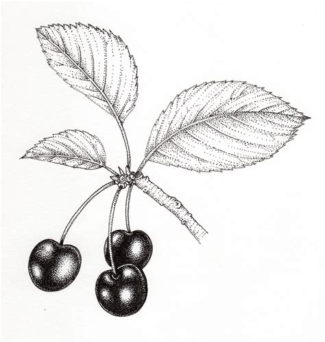 Cherry Prunus avium three fruit and leaves on a twig botanical illustration by Lizzie Harper ...