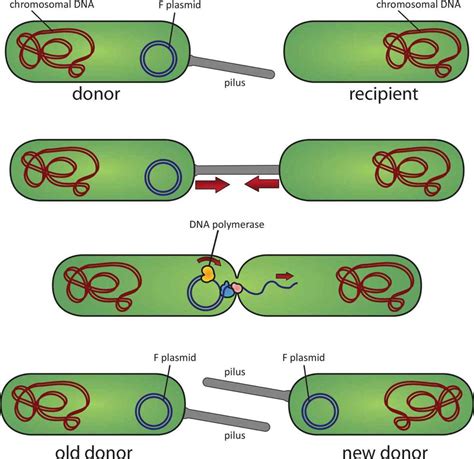 Genetics and Growth of Prokaryotic Cells - The Cell - MCAT Biology Review