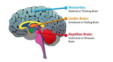 Memahami Otak Reptil, Sistem Limbik, dan Neokorteks pada Manusia ...