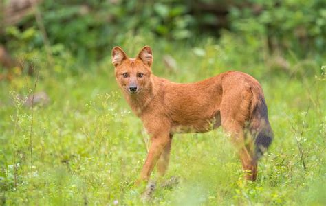 Dhole (Cuon alpinus) | Morten Ross