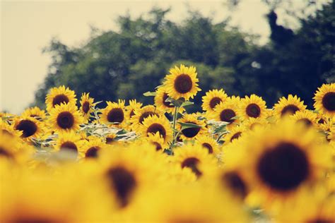 Summer Sunflowers Wallpapers - Wallpaper Cave