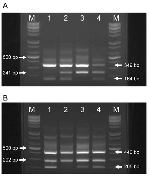 The production of Tetra-primer ARMS-PCR using primers for (A) SNP ...