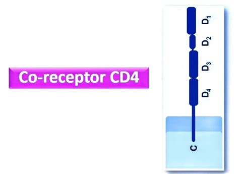 CD4 & CD8 Co-receptor : Structure and Function ~ Biotechfront