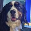 Bernese Mountain Dog- 3 Year Old Male in Lykens, Pennsylvania [~22 miles from Harrisburg ...