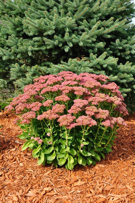 15 Full-Sun Perennials for Your Garden - Natalie Linda