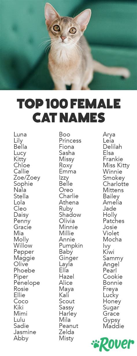 Orange Cats Names Male