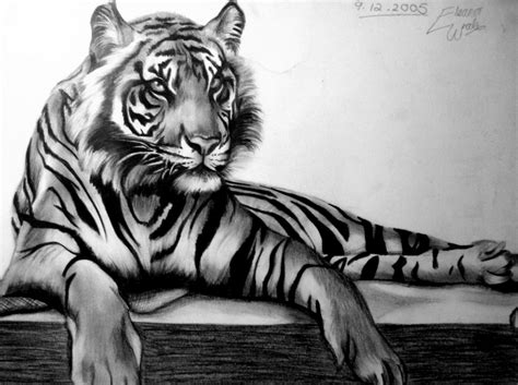 Tiger Drawing Pictures | Drawing Pictures