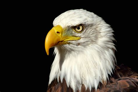 US American Eagle HD wallpaper | Wallpaper Flare