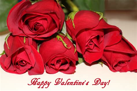 Happy Valentine's Day Red Roses Free Stock Photo - Public Domain Pictures