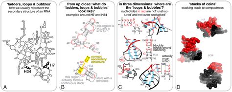 Tertiary Structure Of Rna