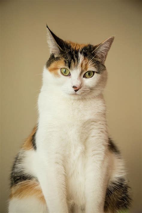 Calico Cat Relaxing Photograph by Janet Horton