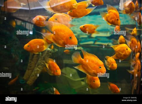 Orange tropical fish at the RAYONG AQUARIUM - RAYONG, THAILAND Stock Photo - Alamy