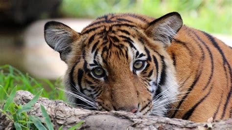 Malayan Tiger | Tulsa Zoo