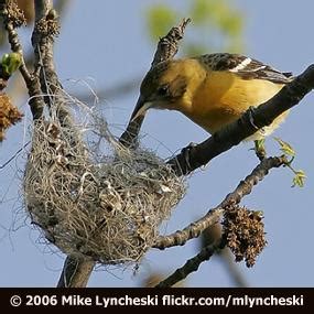 The Female Oriole Weaves a Nest | BirdNote