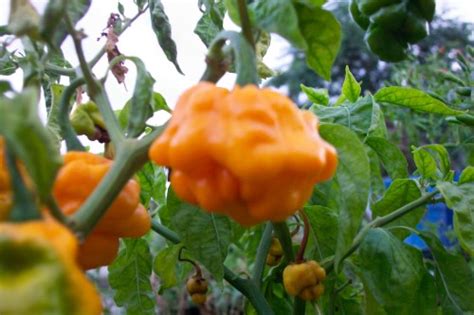 Scotch Bonnet Pepper Seeds | Super Hot Chiles