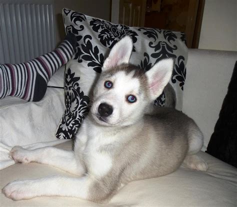 What Is Piebald?? - Husky General - Husky Owners - The Siberian Husky Forum