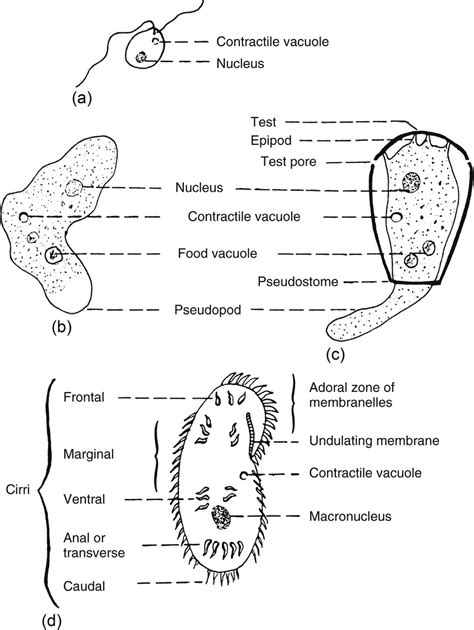 3 f0020 Morphology of four types of soil Protozoa: (a) flagellate... | Download Scientific Diagram