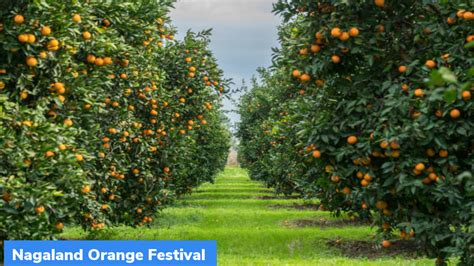 Nagaland Orange Festival - GKToday