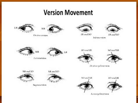 Eye muscles and ocular movements, laws of ocular motility